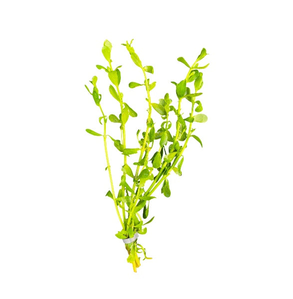 Moneywort
