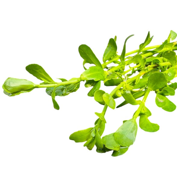 Moneywort
