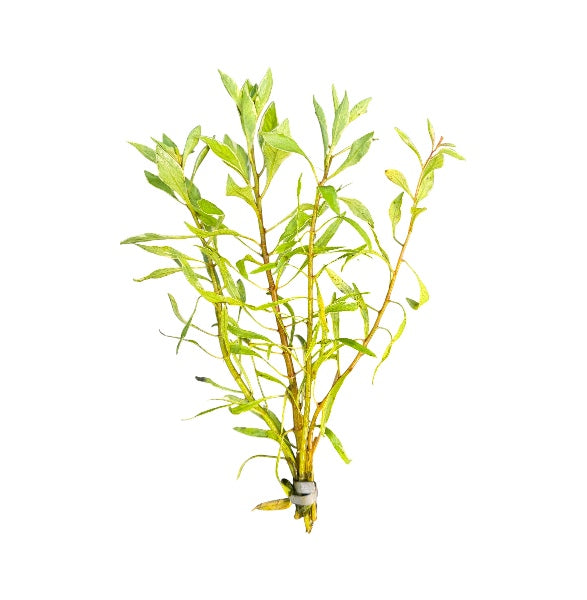 Ludwigia Inclinata White