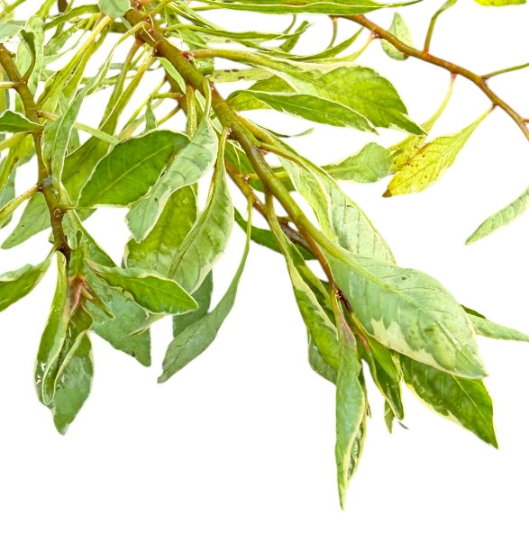 Ludwigia Inclinata White
