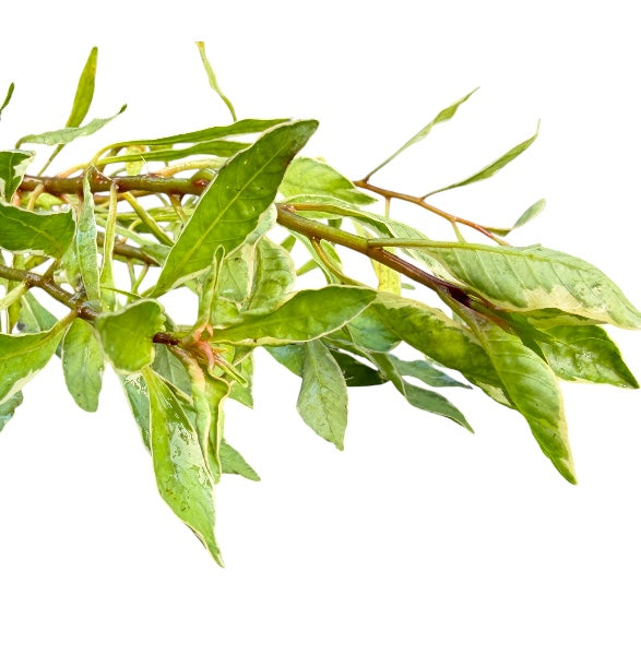 Ludwigia Inclinata White