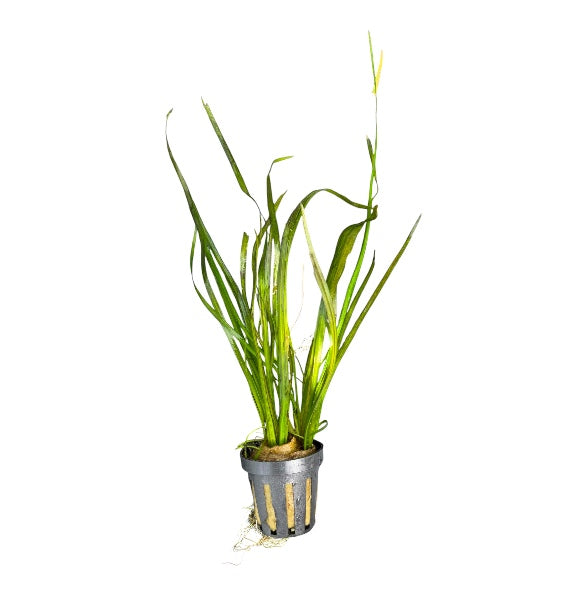 Vallisneria Italian Red