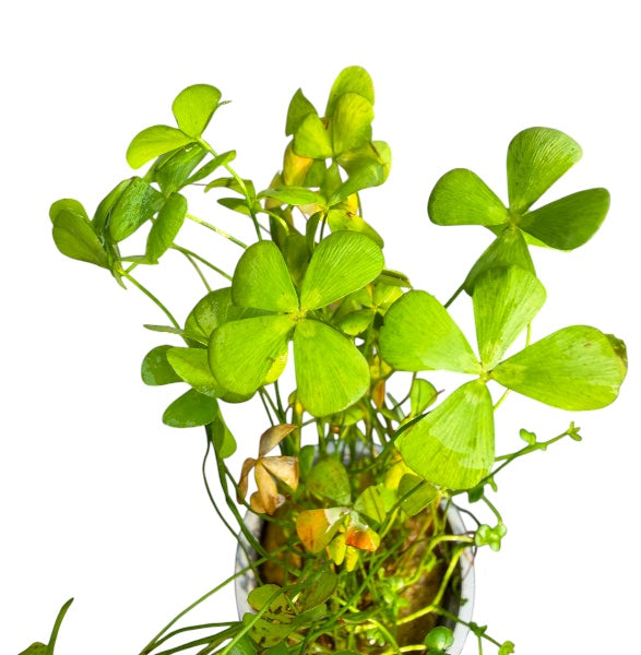 Dwarf Four Leaf Clover
