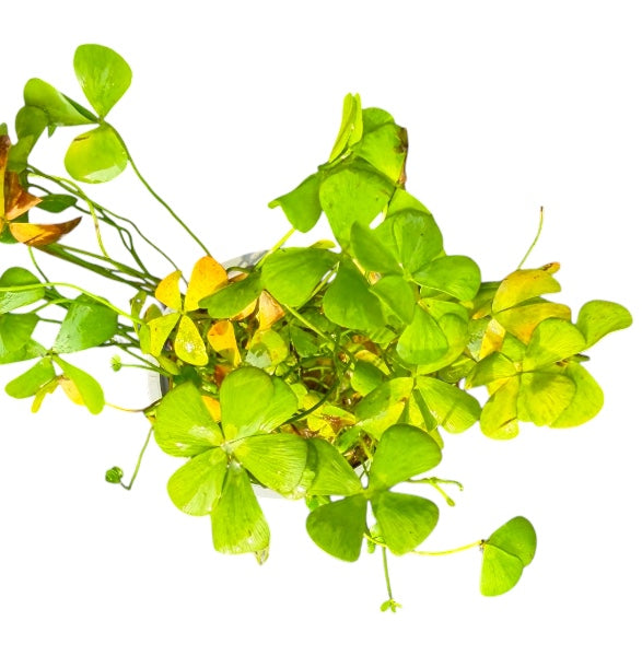 Dwarf Four Leaf Clover