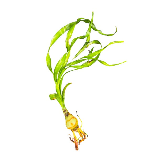 Water Onion