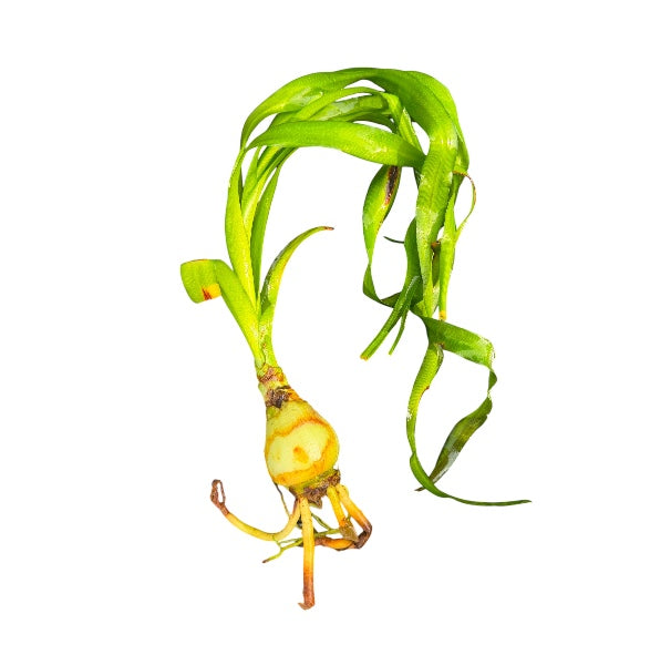 Water Onion