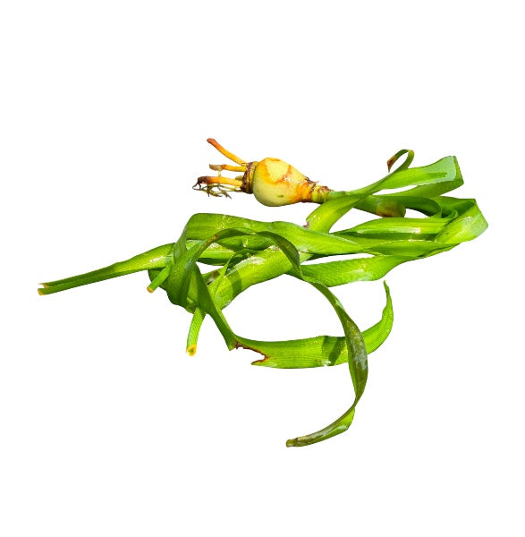 Water Onion