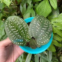 Phyllagathis Guttata