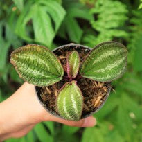 Phyllagathis Rajah