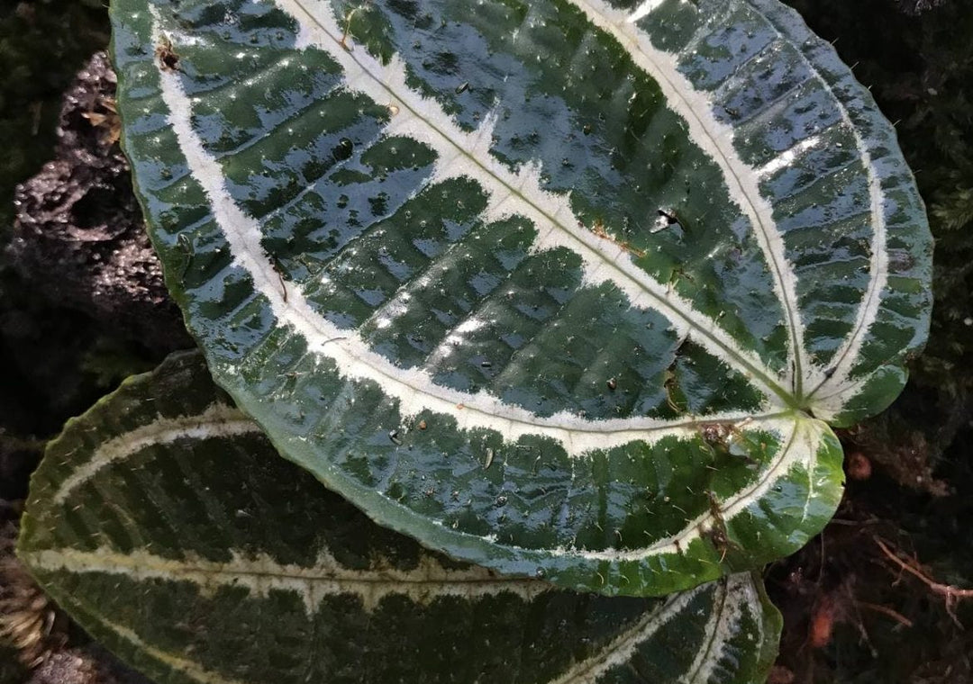 Phyllagathis Watermelon