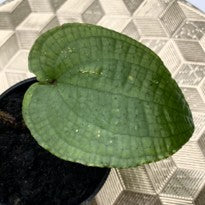 Phyllagathis Sp.