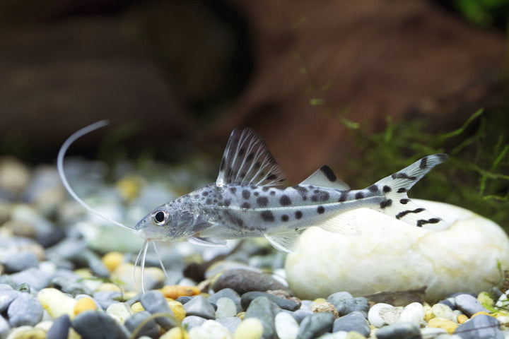 Pictus Catfish