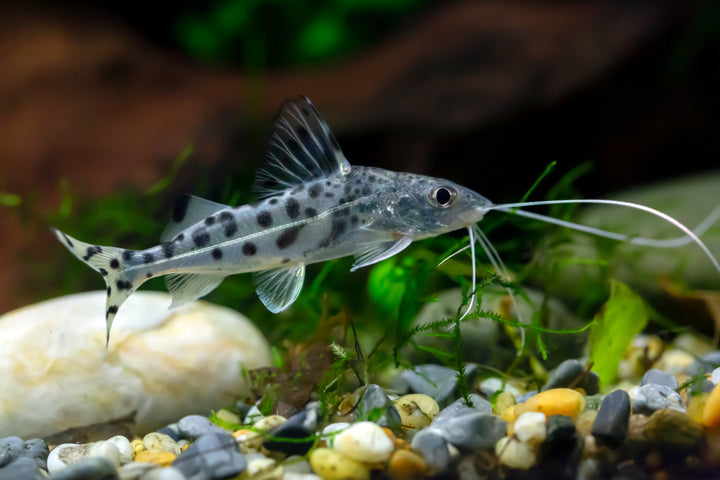 Pictus Catfish