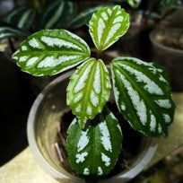 Pilea Cadierei