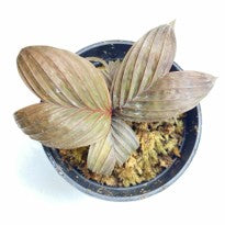 Pinanga Veitchii