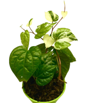 Piper Ningrum Albo Variegated