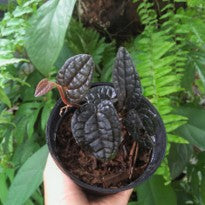 Piper sp. Papua Hitam