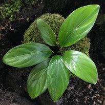 Piptosphata sp. Kudangan