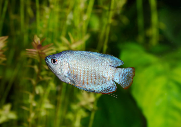 Powder Blue Dwarf Gourami