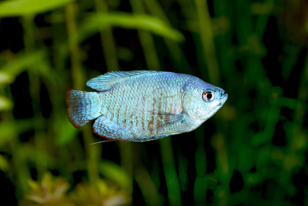 Powder Blue Dwarf Gourami