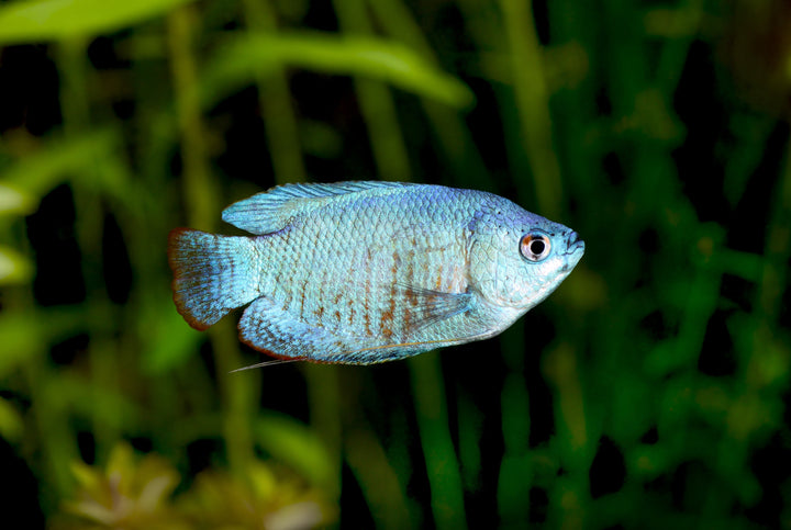 Powder Blue Dwarf Gourami