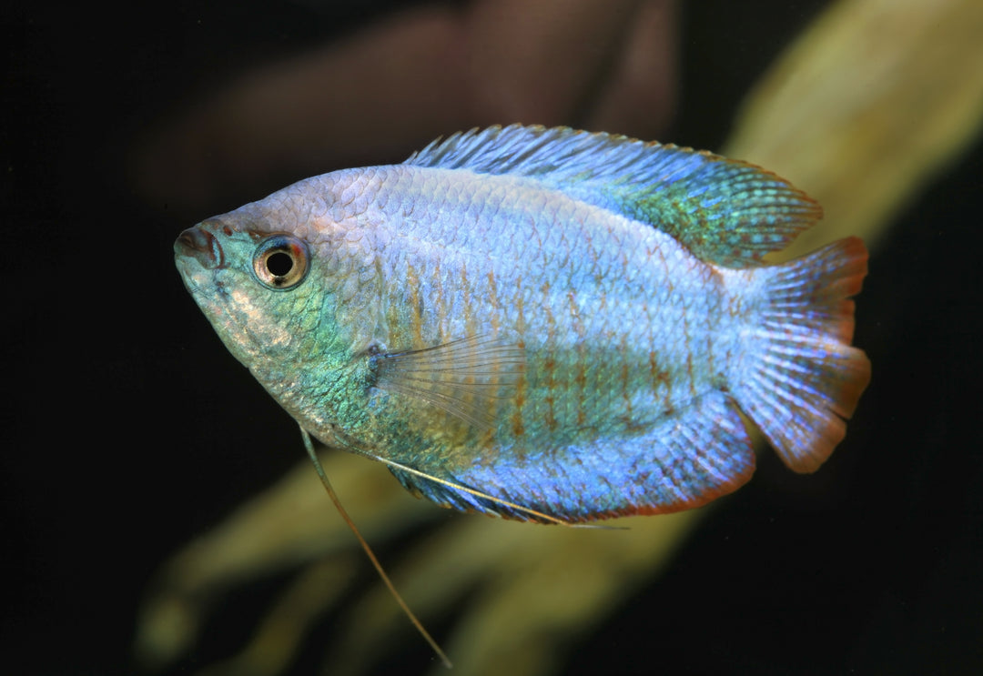 Powder Blue Dwarf Gourami