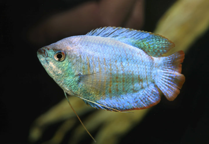 Powder Blue Dwarf Gourami