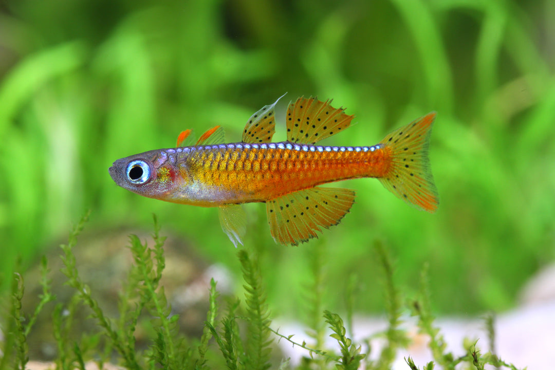 Red Neon Blue Eye Rainbow