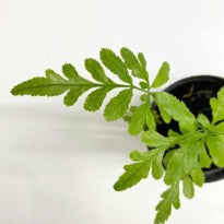 Pteris Cretica