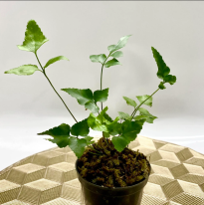 Pteris sp