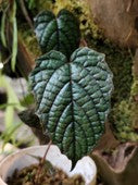 Pterisanthes sp.Papua