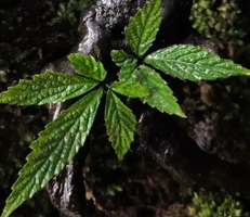 Pterisanthes sp.