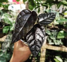 Pterisanthes sp. Black