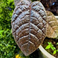 Pterisanthes sp. Brown