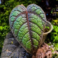 Pterisanthes sp. Hairy Dark Green