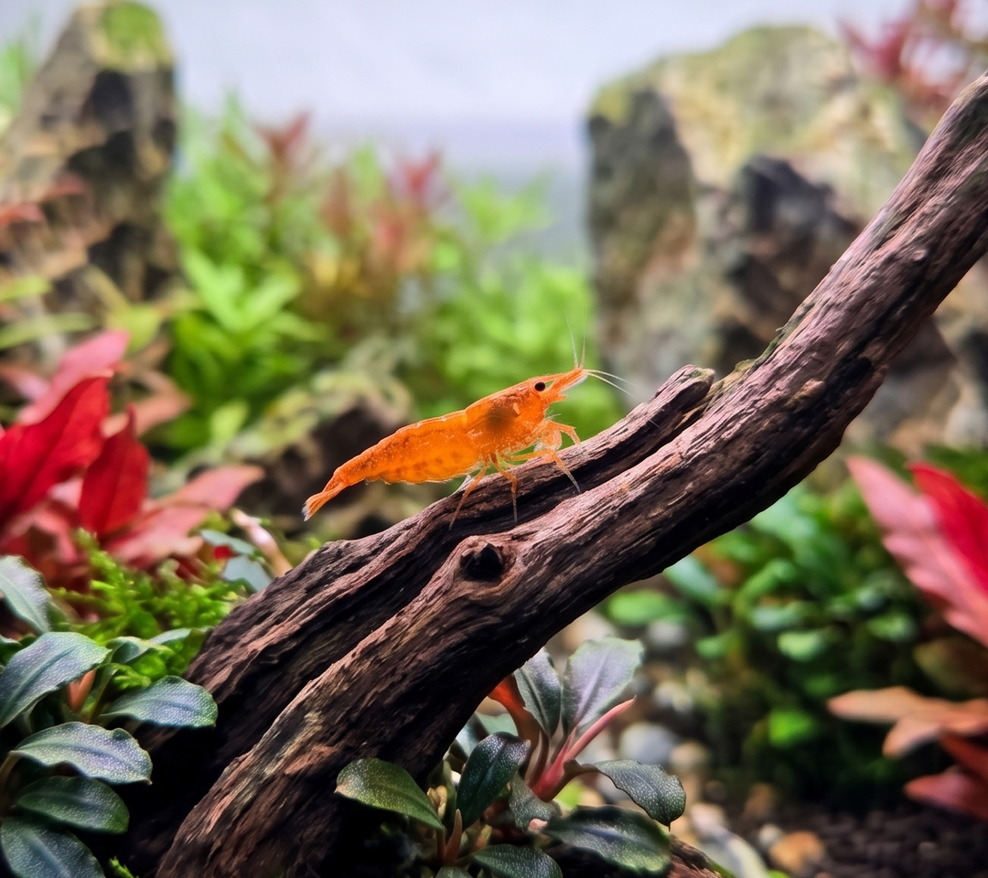 Pumpkin Neocaridina Shrimp