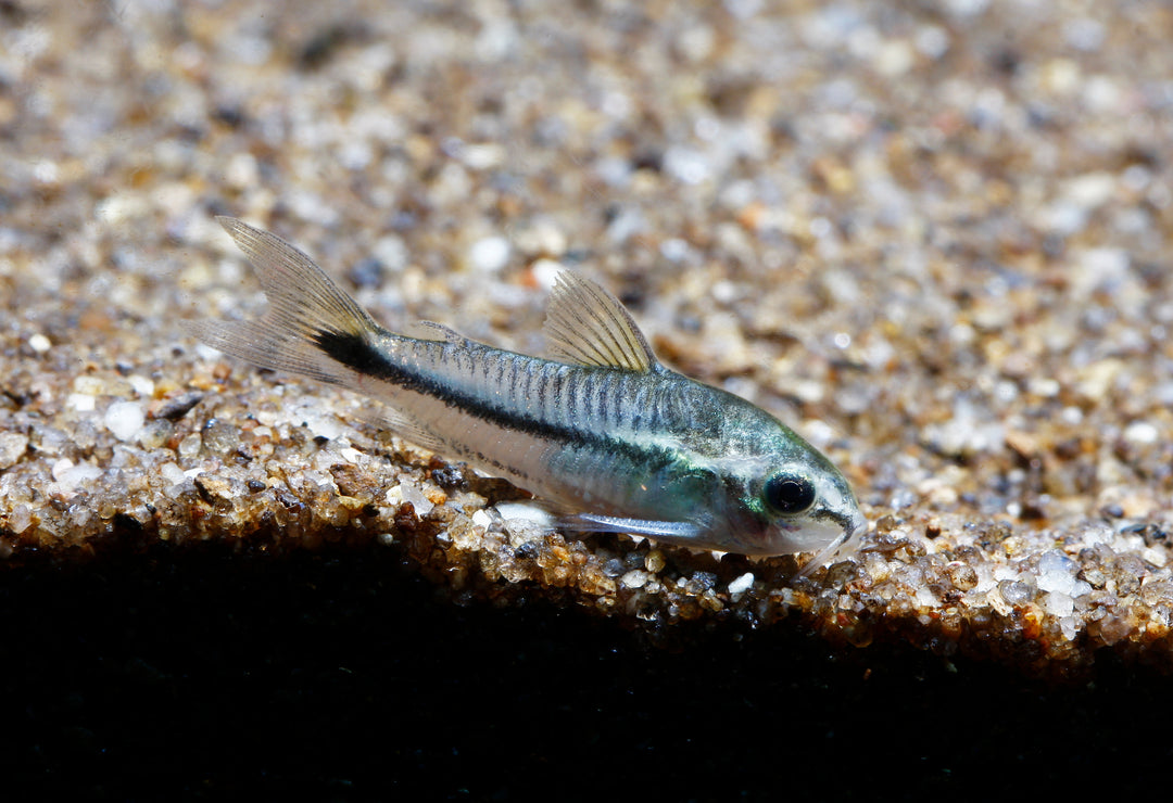 Pygmy Cory
