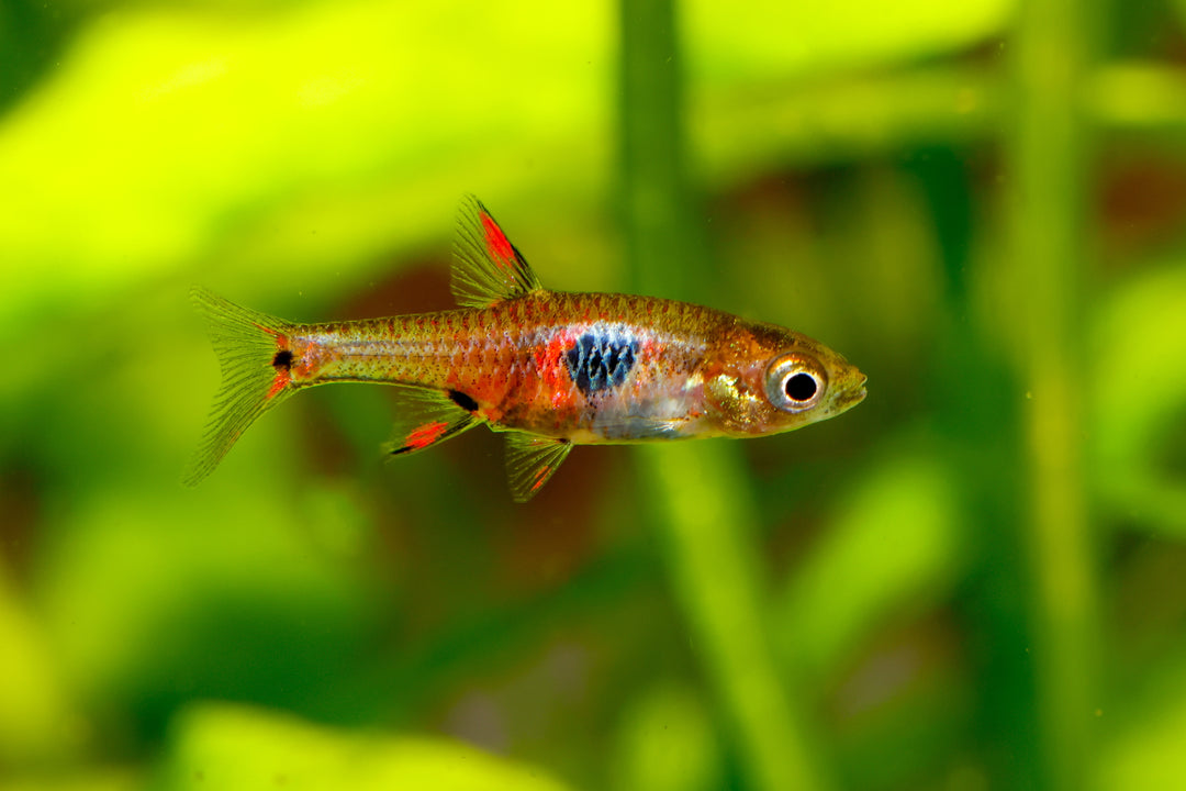 Pygmy Spotted Rasbora