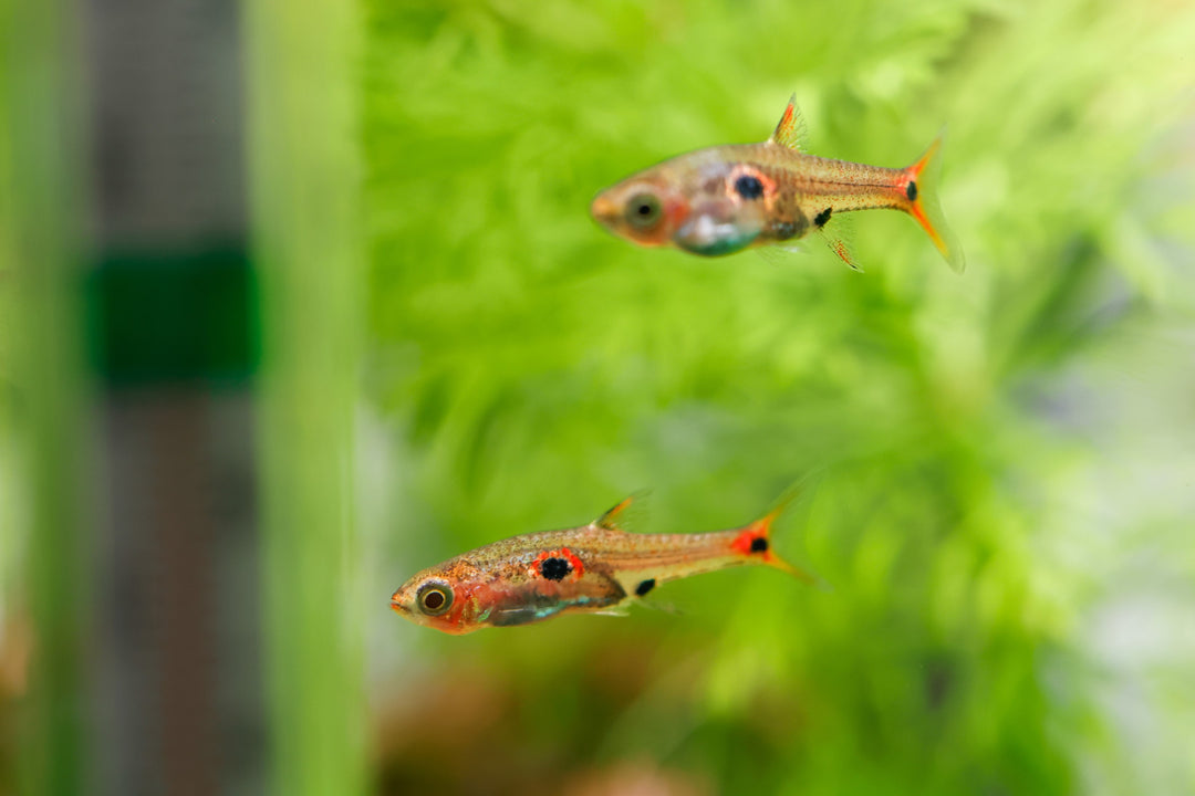 Pygmy Spotted Rasbora