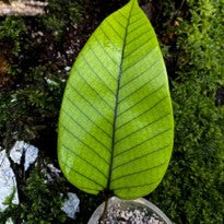 Pyrrosia Simillis
