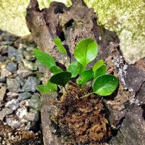 Pyrrosia sp Sumatra