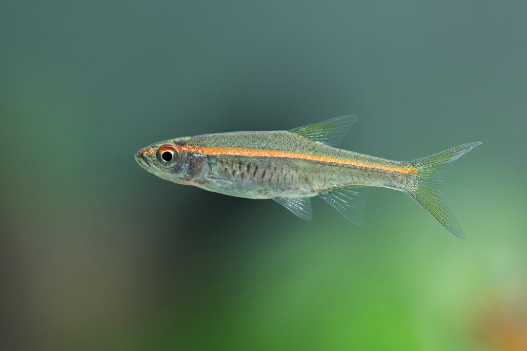 Red-Line Rasbora