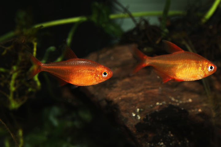 Red Cherry Tetra