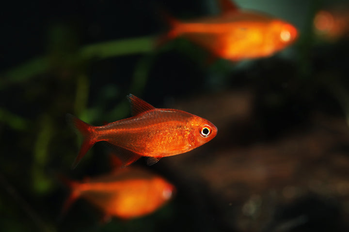 Red Cherry Tetra
