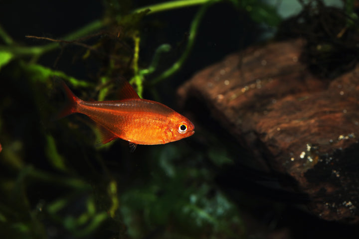 Red Cherry Tetra