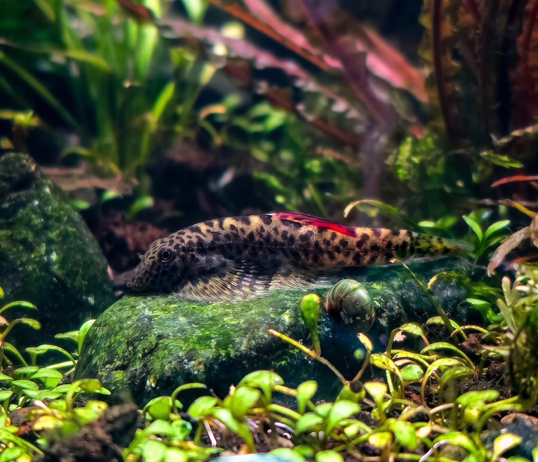 Red Fin Hillstream Loach
