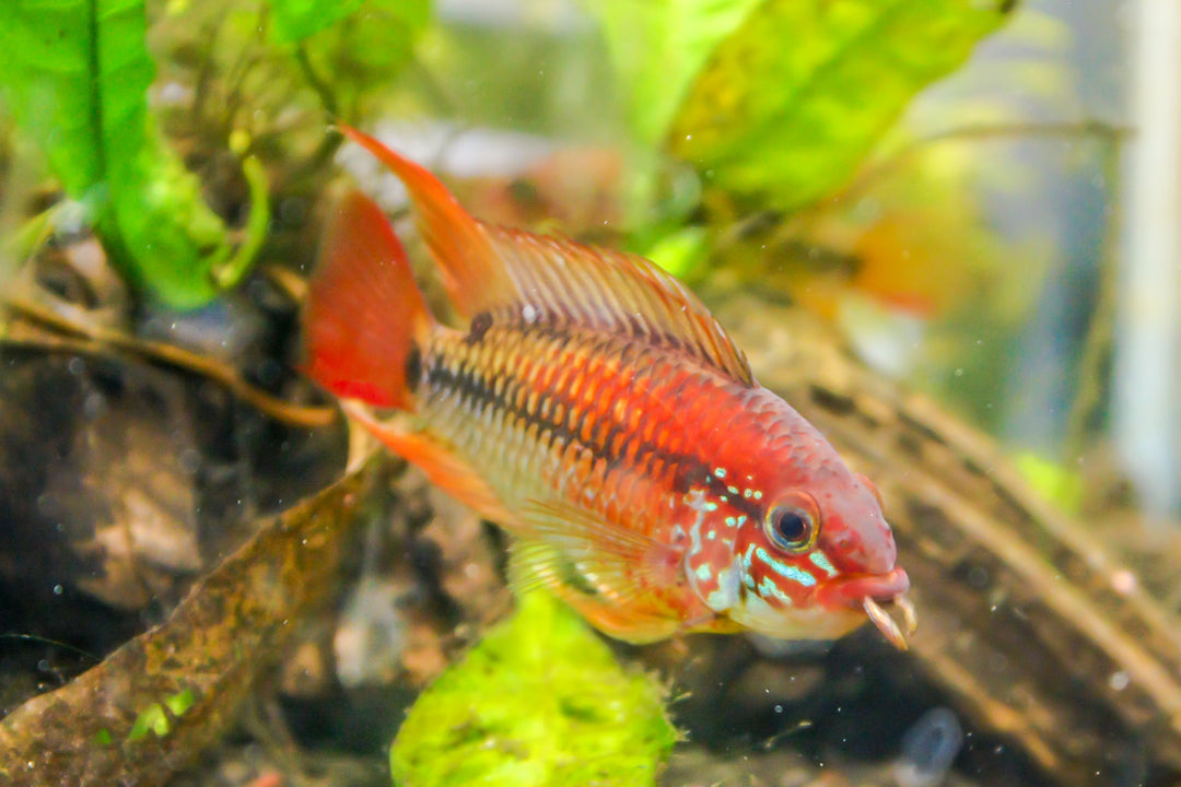 Red Neck Apistogramma