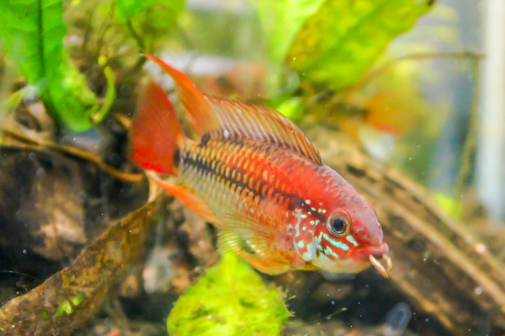 Red Neck Apistogramma