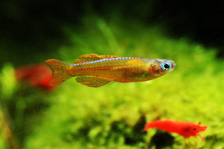 Red Neon Blue Eye Rainbow