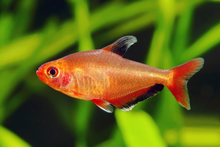 Red Phantom Tetra